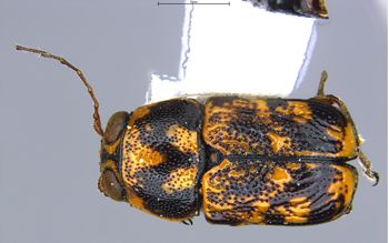 Media type: image;   Entomology 772857 Aspect: habitus dorsal view